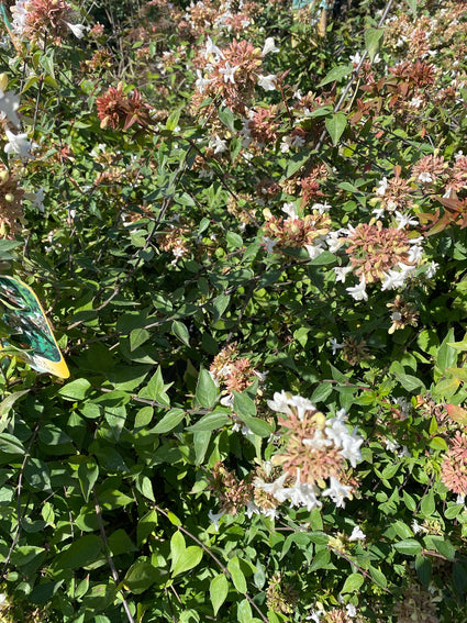 Abelia Grandiflora