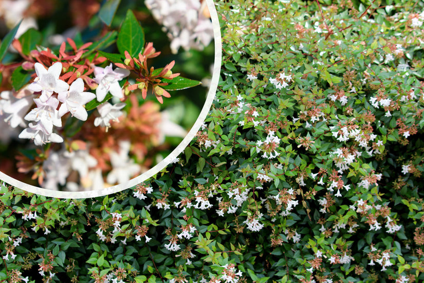 Abelia grandiflora 'Prostrata' - in bloei