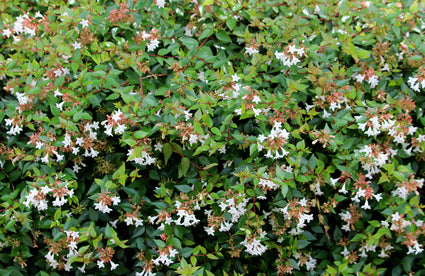 Abelia grandiflora 'Prostrata'