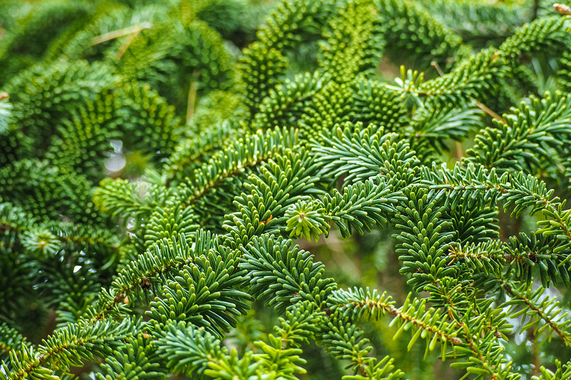 echte zilverspar kerstboom abies fraseri