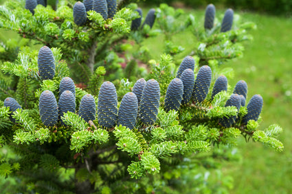 Abies-koreana-koreaanse-spar.jpg