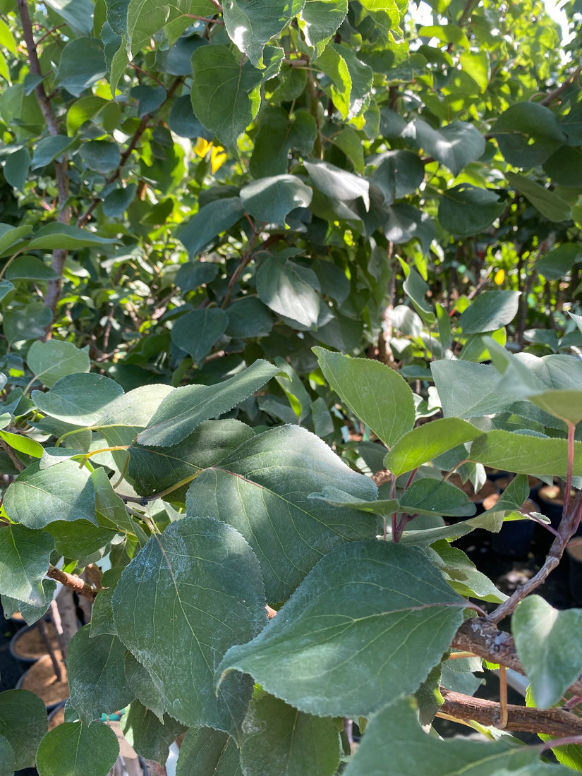 Abrikozenboom - Prunus armeniaca 'Hongaarse'