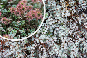 Stachelnuss - Acaena buchananii (auch pro/m2)