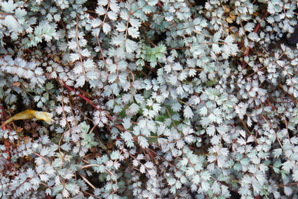 Acaena buchananii grijze bladkleur