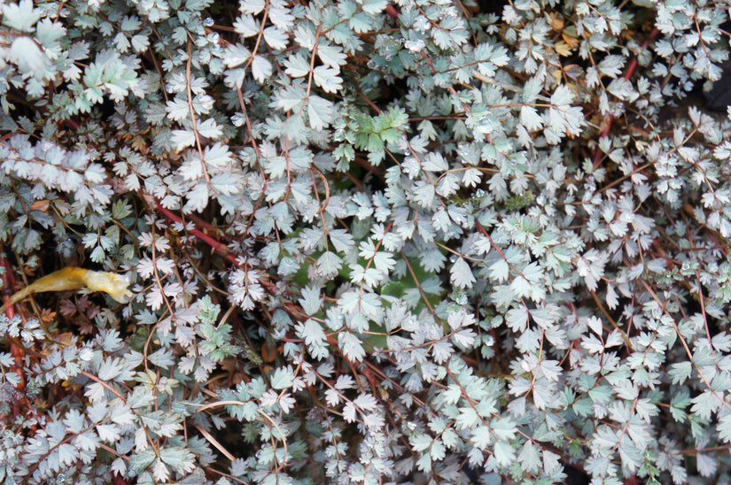 Acaena buchananii grijze bladkleur