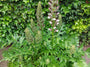 Doornige berenklauw - Acanthus spinosus