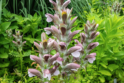 Berenklauw - Acanthus hungaricus bloeiwijze