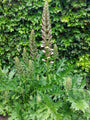 Berenklauw - Acanthus spinosus