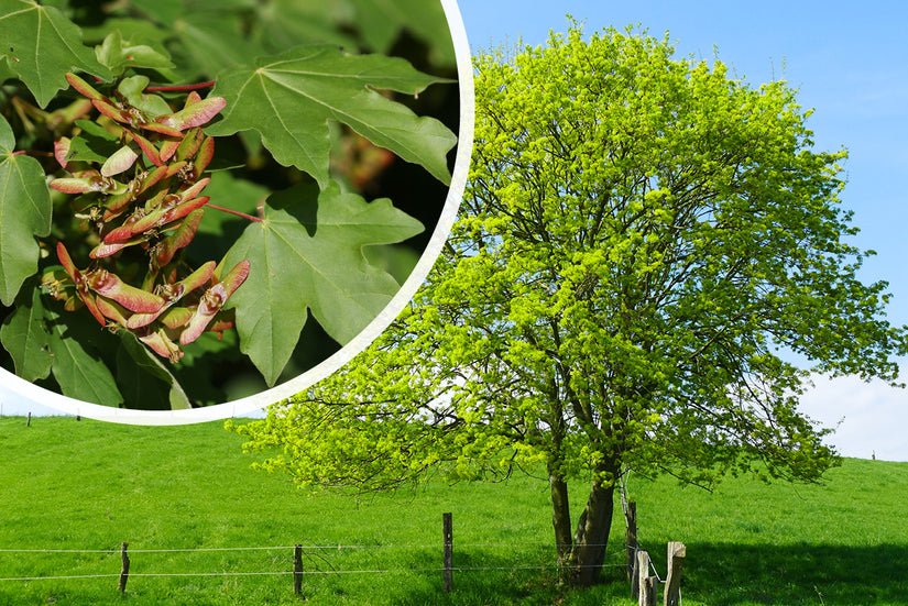 Spaanse Aak - Acer campestre met detail