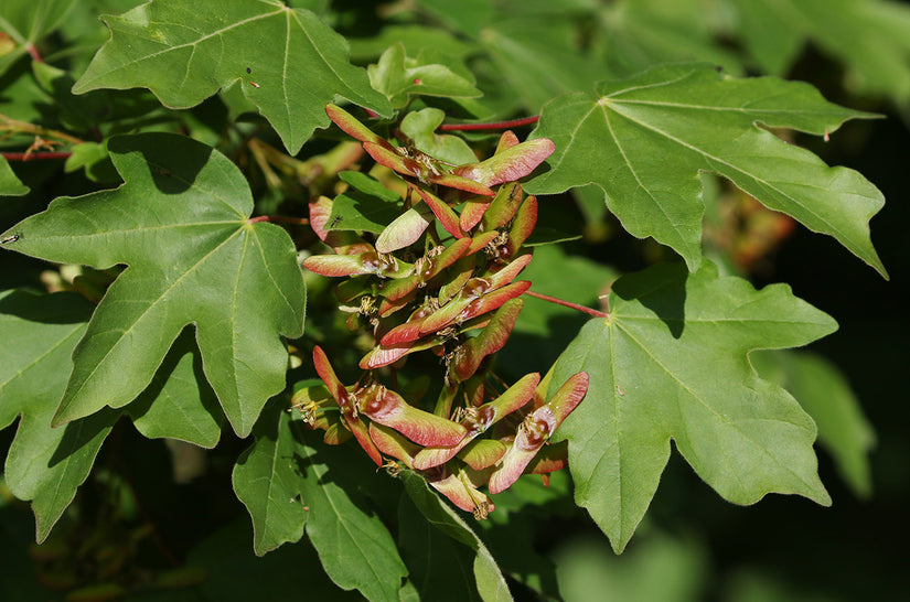 Spaanse Aak - Acer campestre vrucht en blad