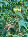 Detail Acer cappadocicum subsp. sinicum