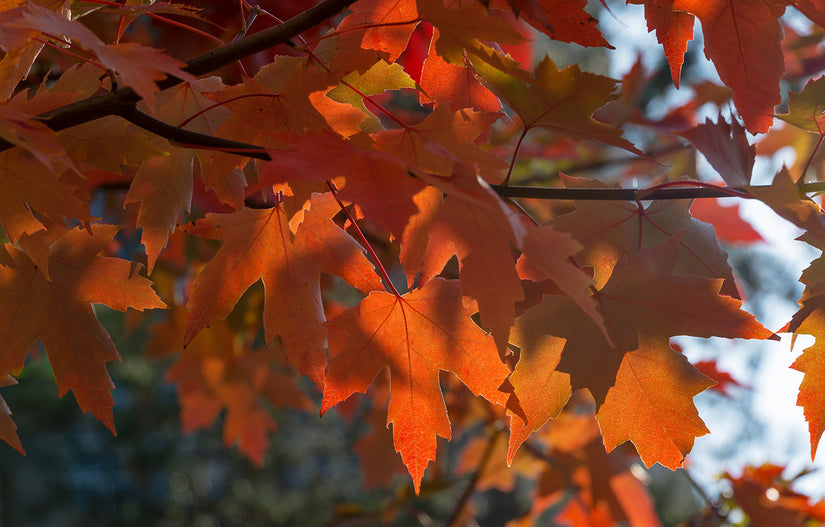 Freemans esdoorn - Acer freemanii 'Jeffersred'