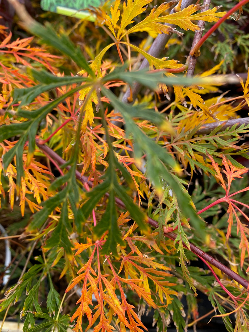 Herfstverkleuring Acer palmatum 'Atropurpureum'