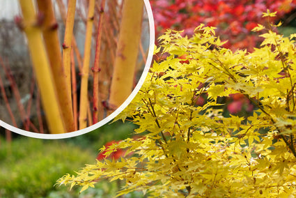 Japanse esdoorn - Acer palmatum 'Bi-Hoo'