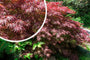 Japanse esdoorn - Acer palmatum 'Crimson Princess' 