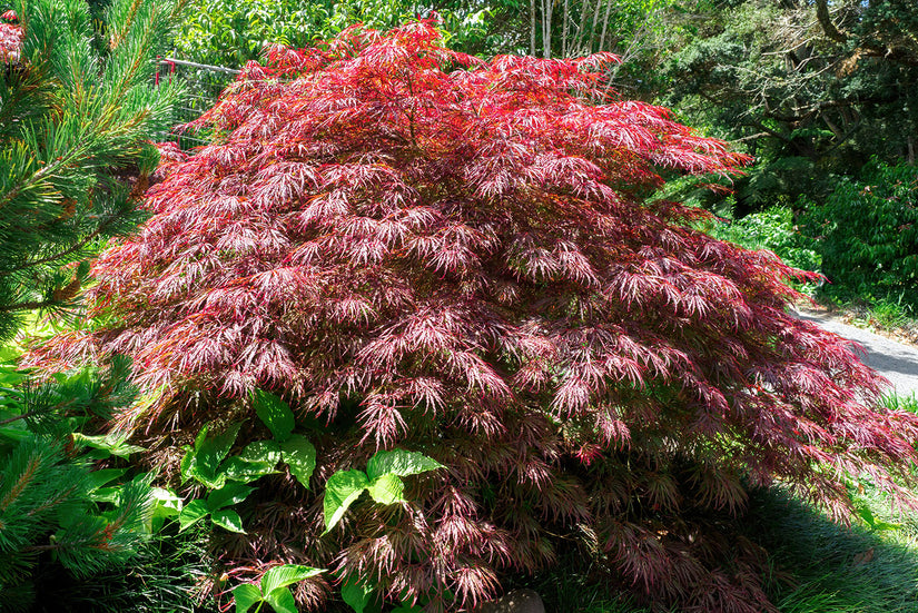 Acer-palmatum-Crimson-Princess.jpeg