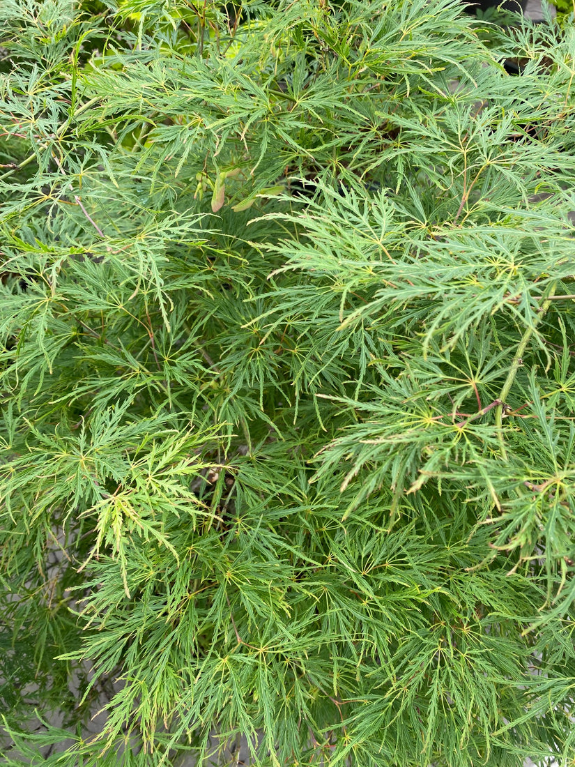 Blad Acer palmatum 'Dissectum'