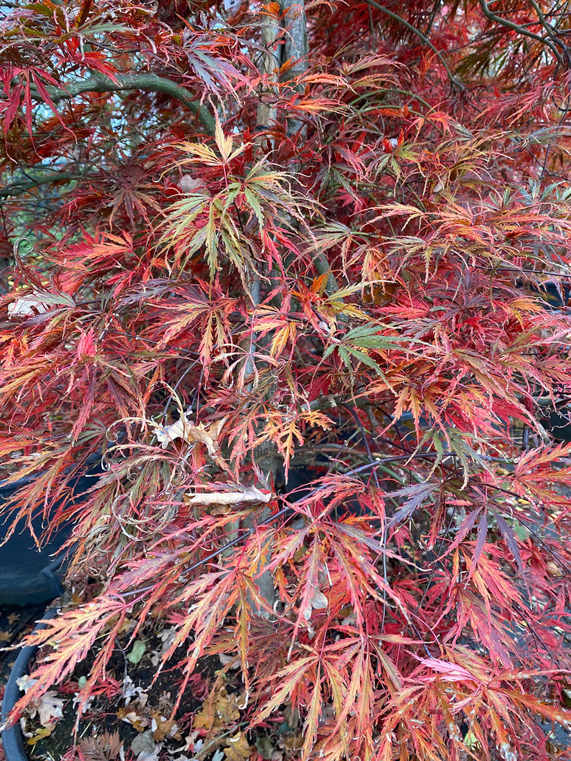 Japanse Esdoorn - Acer palmatum 'Inaba-shidare' in de herfst