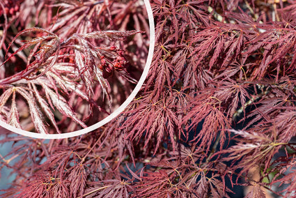 Japanse Esdoorn - Acer palmatum 'Ornatum'