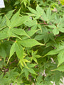 Acer palmatum 'Osakazuki'