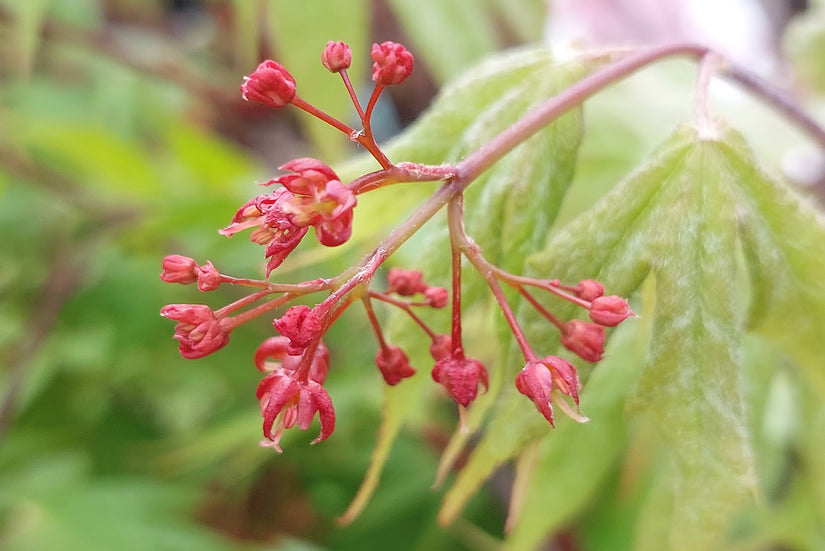 Bloei Japanse Esdoorn - Acer palmatum 'Osakazuki'