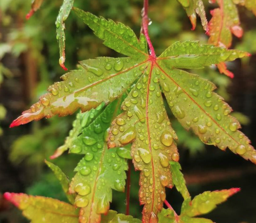 Acer palmatum Sangokaku bladkleur van de struik esdoorn