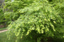 Japanse Esdoorn - Acer palmatum