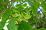 Noorse esdoorn - Acer platanoides 'Columnare' detail