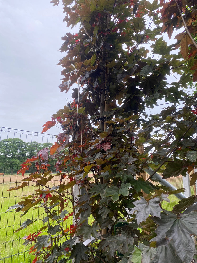 Acer platanoides 'Crimson Sentry'