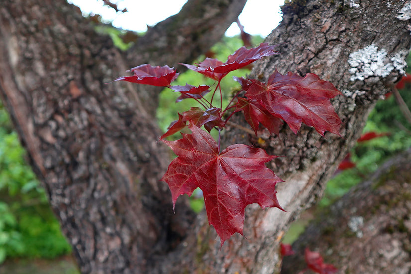 Roodbladige Noorse esdoorn - Acer platanoides 'Royal Red'