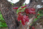 Roodbladige Noorse esdoorn - Acer platanoides 'Royal Red'