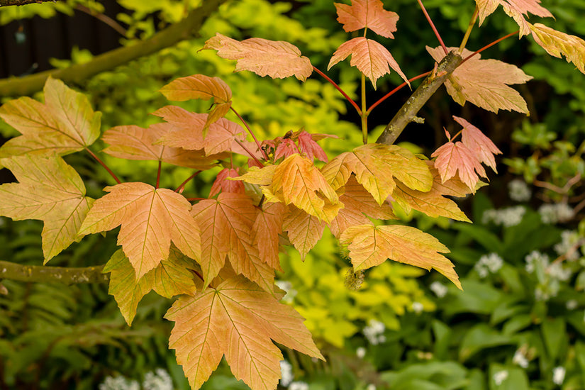 Esdoorn - Acer pseudoplatanus 'Brilliantissimum'