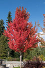 Acer-rubrum-hoogstam-boom-rood-blad.jpg