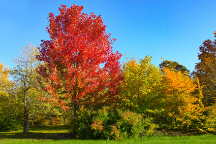 Acer rubrum 'Autumn Flame'