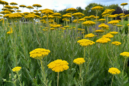 Duizendblad - Achillea 'Coronation Gold' in bloei