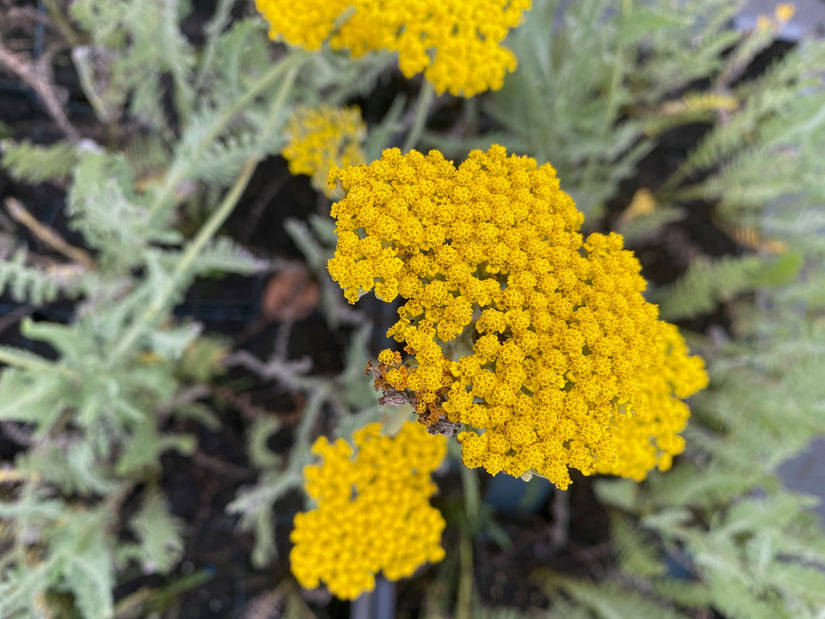 Bloem Duizendblad - Achillea 'Coronation Gold