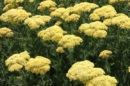 Achillea 'Credo' lichtgeel tuinplanten