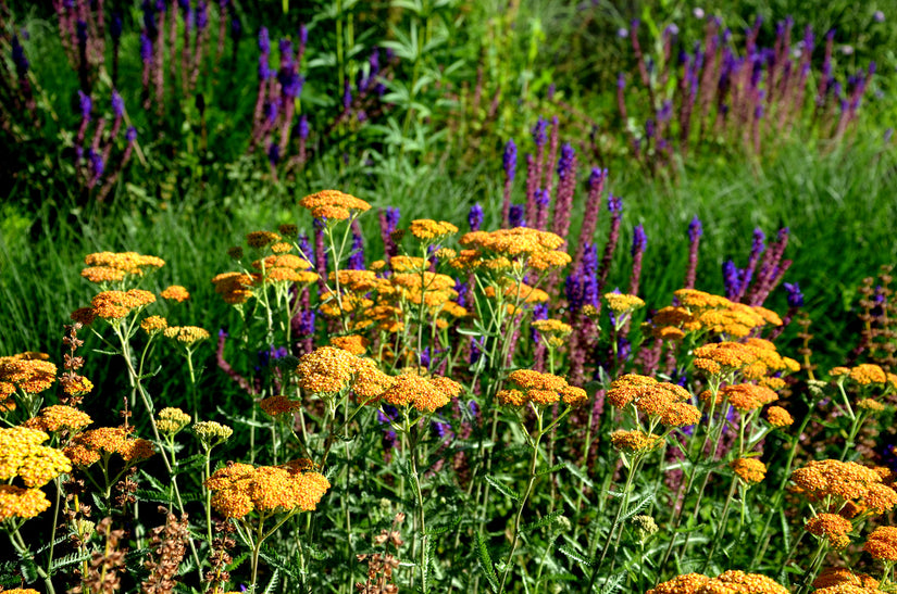 Achillea 'Terracotta' duizendblad planten