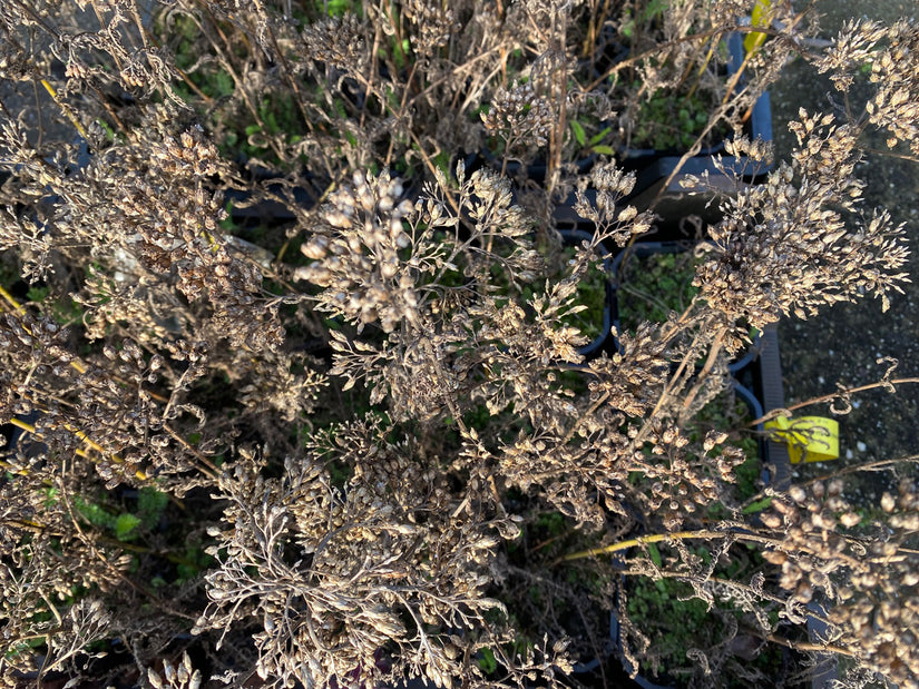 Achillea millefolium 'Apple Blossom' (Foto November)