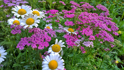 Achillea-millefolium-Lilac-Beauty-duizendblad-plant.jpg