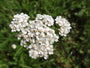 Achillea millefolium wit