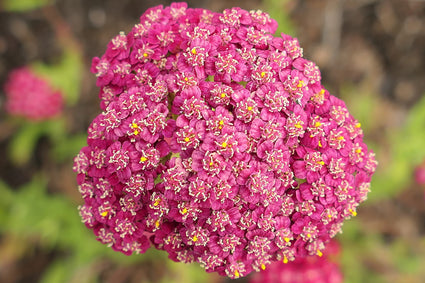 Duizendblad - Achillea millefolium 'New Vintage Red'