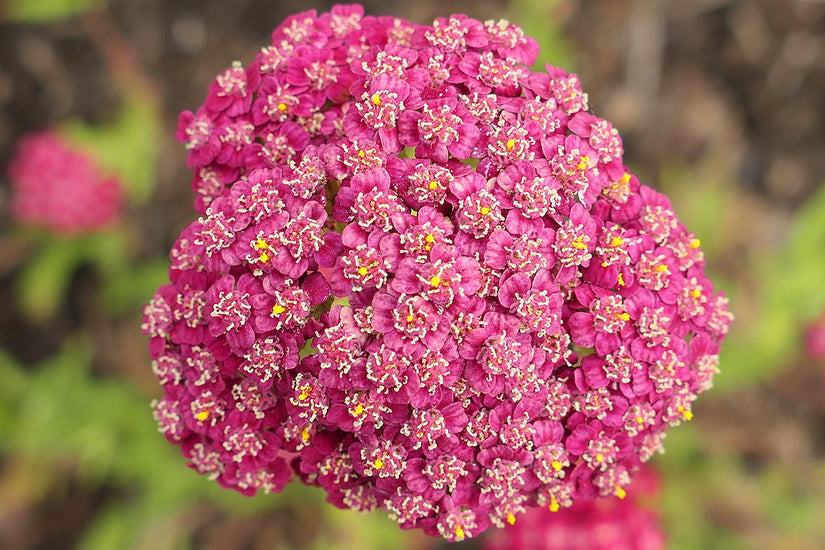 Duizendblad - Achillea millefolium 'New Vintage Red'