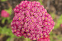 Duizendblad - Achillea millefolium 'New Vintage Red'