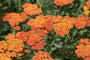 Achillea oranje