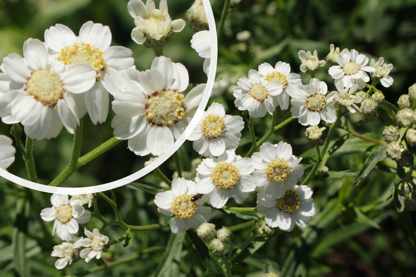 Wilde bertram - Achillea ptarmica