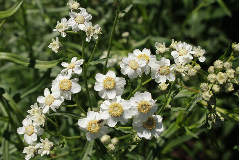 Wilde bertram - Achillea ptarmica in bloei