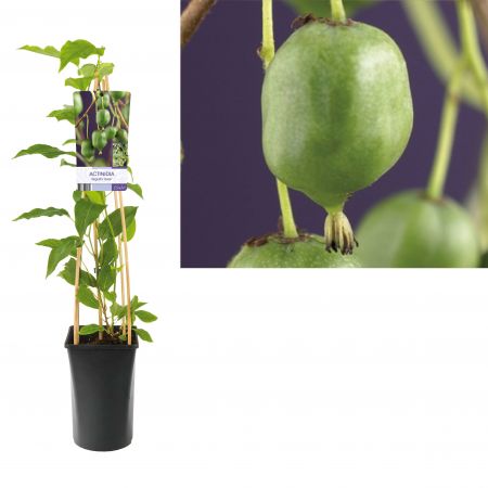 Actinidia arg. 'Issai' Mini-kiwi (zeflbestuivend)