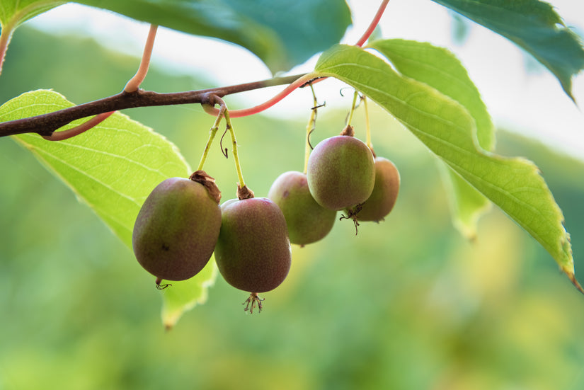 Actinidia arguta - kiwibes