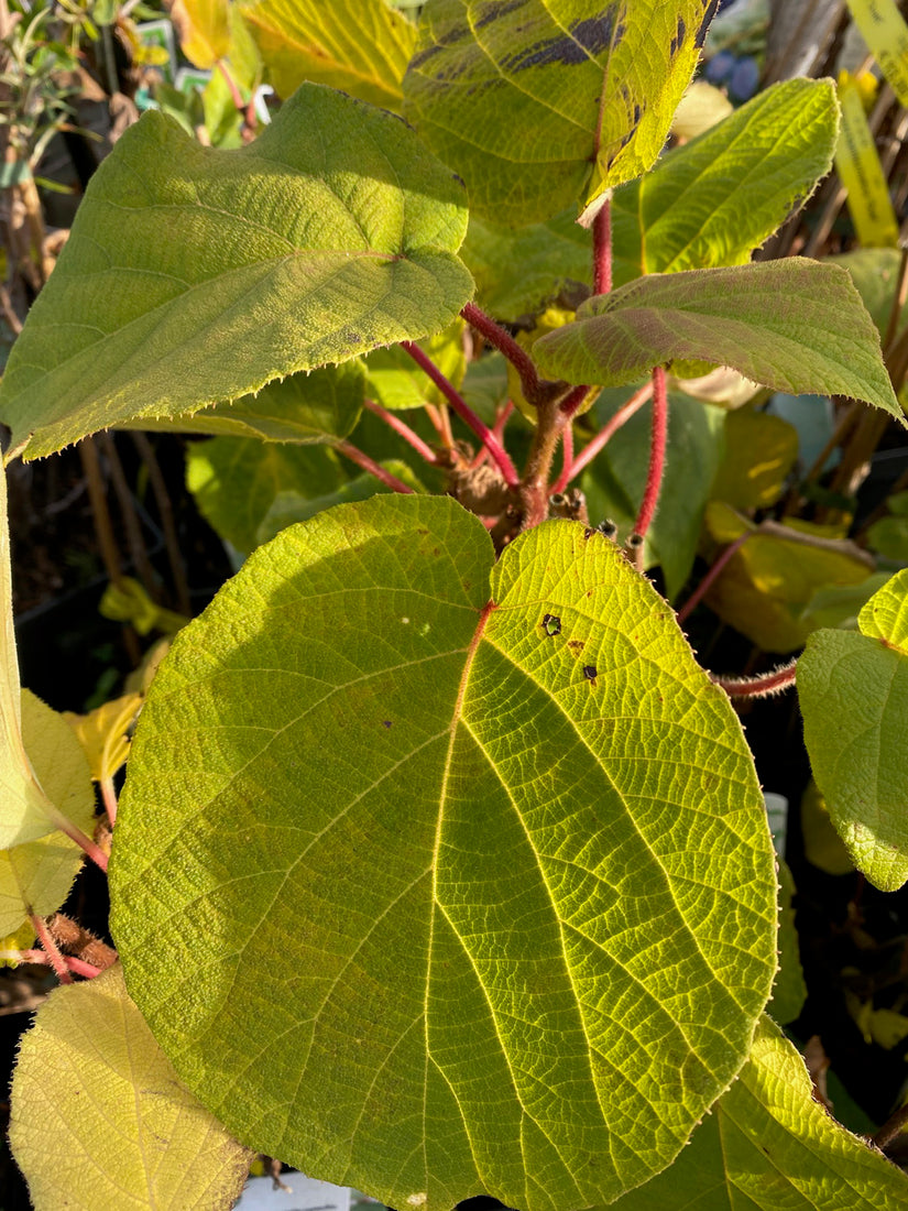 Blad Kiwi - Actinidia deliciosa 'Atlas'